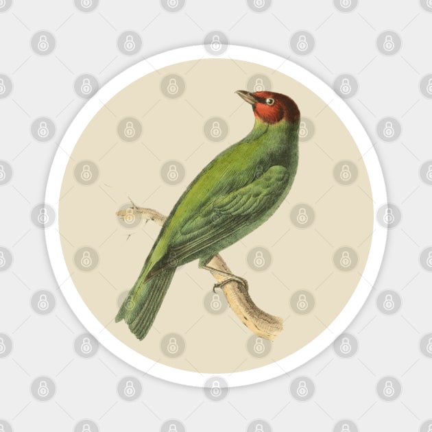 Bay-Headed Tanager Bird Vintage Print by Swainson Magnet by TuncGK